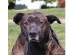 Adopt Spike a American Staffordshire Terrier