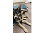 Adopt Sammie a Black Husky / German Shepherd Dog dog in Garner, NC (37645795)