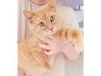 Adopt Bobette a Domestic Shorthair / Mixed cat in Camden, SC (37645593)