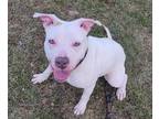 Adopt Rizzo a White American Pit Bull Terrier / Mixed dog in Clinton