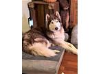 Adopt MAX a Siberian Husky / Mixed dog in Franklin, TN (37645601)