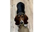 Adopt Luna a Black Basset Hound / Mixed dog in Appleton, WI (37645482)