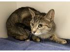 Adopt Kit Kat a Brown Tabby Domestic Shorthair / Mixed (short coat) cat in