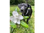 Adopt Magnolia a Black Labrador Retriever / Australian Cattle Dog / Mixed dog in