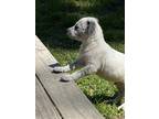Adopt McKenna a Gray/Blue/Silver/Salt & Pepper Labrador Retriever / Australian