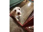 Adopt Xena A White Schnauzer (Miniature) / Mixed Dog In Madill, OK (37645085)
