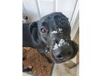 Adopt Willow a Black - with White Labrador Retriever / Great Dane / Mixed dog in