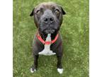 Adopt CLAUD a Pit Bull Terrier