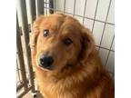 Adopt Rowlie a Collie / Mixed Breed (Medium) / Mixed dog in Fayetteville