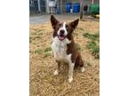 Adopt Isaac a Collie / Australian Shepherd / Mixed dog in Fayetteville