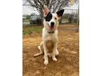 Adopt Dice a Border Collie / Mixed dog in Fayetteville, TN (37644734)