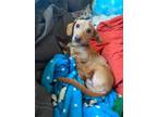 Adopt Tankster a Dachshund / Mixed Breed (Medium) / Mixed dog in Fayetteville