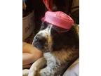 Adopt Gossimer a Brown/Chocolate - with White St. Bernard / Mixed dog in Saint