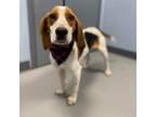 Adopt Moulder a Brown/Chocolate Beagle / Mixed dog in Delaware, OH (37644770)