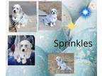 Adopt Sprinkles a Gray/Silver/Salt & Pepper - with Black Aussiedoodle / Mixed