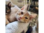 Adopt Focaccia (ON HOLD FOR SANDRA OBERG) a Domestic Short Hair