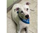 Adopt Duke (Harry Potter) a American Staffordshire Terrier / Mixed dog in Logan