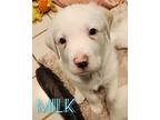 Adopt Milk a Australian Shepherd / Great Pyrenees / Mixed dog in Duncan