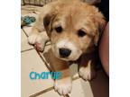 Adopt Charlie a Australian Shepherd / Great Pyrenees / Mixed dog in Duncan