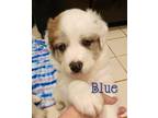 Adopt Blue a Australian Shepherd / Great Pyrenees / Mixed dog in Duncan