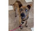 Adopt Avi a Catahoula Leopard Dog / American Pit Bull Terrier / Mixed dog in