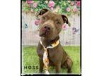 Adopt HOSS a Brown/Chocolate Terrier (Unknown Type, Medium) / Pit Bull Terrier /