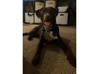 Adopt Woody a Brown/Chocolate - with White German Shorthaired Pointer / Labrador