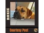 Adopt ROXIE #4 a Black Mouth Cur / Rhodesian Ridgeback / Mixed dog in Chandler
