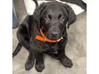 Adopt Braden a Black Labrador Retriever / Golden Retriever / Mixed dog in