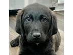 Adopt Brodie a Black Labrador Retriever / Golden Retriever / Mixed dog in
