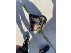 Adopt Ace a Brown/Chocolate - with Tan Rottweiler / Rottweiler / Mixed dog in