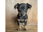 Adopt Austin a Black Wirehaired Fox Terrier / Mixed dog in Fredericksburg