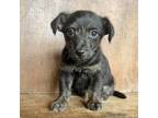 Adopt Waco a Black Wirehaired Fox Terrier / Mixed dog in Fredericksburg
