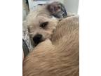 Adopt Jack a Tricolor (Tan/Brown & Black & White) Boston Terrier / French