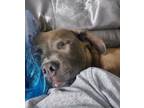 Adopt Marlo a Staffordshire Bull Terrier