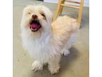 Adopt Tennessee A White - With Tan, Yellow Or Fawn Shih Tzu / Pomeranian / Mixed
