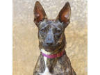 Adopt Bonnie A Brindle Terrier (Unknown Type, Small) / Mixed Dog In Lihue