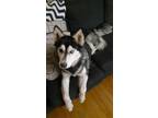 Adopt Kima a White - with Black Alaskan Malamute / Husky / Mixed dog in Isleton