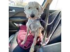 Adopt Doc a Tan/Yellow/Fawn Miniature Poodle / Mixed dog in Merriam