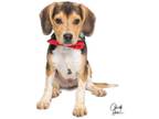Adopt Puppy 58- Wallace a Black - with Tan, Yellow or Fawn Beagle / Mixed dog in