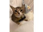 Adopt Starz a Brown Tabby Domestic Shorthair / Mixed cat in Abbeville