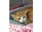 Adopt Phoebe a Orange or Red (Mostly) Domestic Shorthair / Mixed cat in