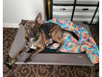 Adopt Luna a Brindle German Shepherd Dog / American Pit Bull Terrier / Mixed dog