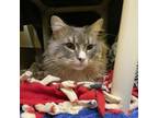 Adopt Ash A Gray Or Blue Domestic Longhair / Mixed Cat In Bedford, NH (37642806)