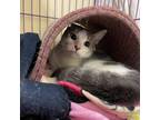 Adopt Mami A Gray Or Blue Domestic Shorthair / Mixed Cat In Bedford