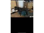 Adopt Stella a Black American Pit Bull Terrier dog in Vallejo, CA (37642599)