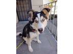 Adopt Amarok a Black - with White Husky / Border Collie / Mixed dog in Reno
