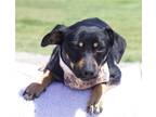 Adopt Dash a Black - with Tan, Yellow or Fawn Dachshund / Mixed dog in