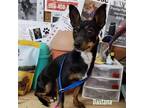 Adopt Dastana a Black - with Tan, Yellow or Fawn Miniature Pinscher / Mixed dog