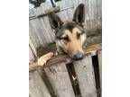 Adopt Caos y a Brown/Chocolate - with Black German Shepherd Dog / Mixed dog in